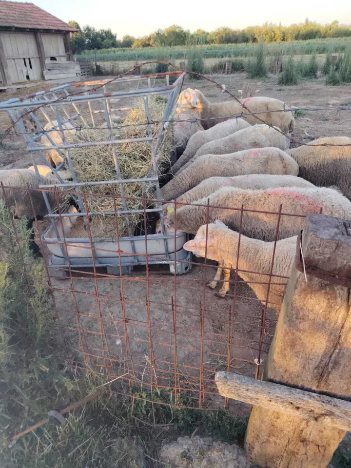 Golubovićeve ovceustupljeno