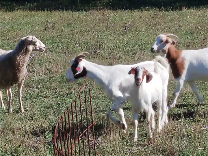 Golubovićeve kozeustupljeno