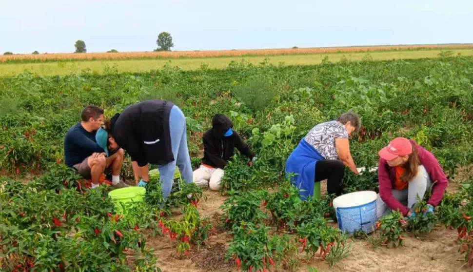 Kilogram mljevene paprike, crvenoga zlata, ove godine 26 eura, dva više nego lani