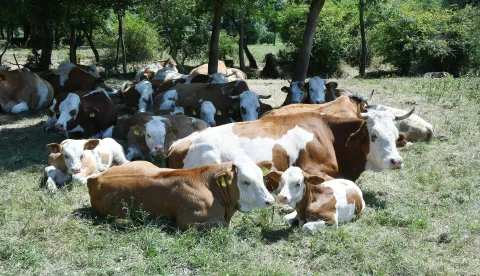 15.07.2022.,Osekovo - U nekoliko dana uginulo je 60-tak krava a uzrok uginuca jos nije sluzbeno potvrdjen,iako neki sumnjaju u bedrenicu. Trenutno su krave u izolaciji na pasnjacima u Lonjskom polju.Photo: Nikola Cutuk/PIXSELL Photo: Nikola Cutuk/PIXSELL