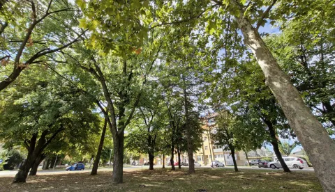 BELI MANASTIR - PARK GRADA VUKOVARARUJAN 2025.