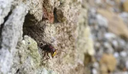 Slovenija Goričane 02.10.2022 02. oktober 2022 Sr&scaron;eni, Vespa crabro, pristajajo in vzletajo iz gnezda, ki so ga naredili v steni poru&scaron;ene stare stavbe. Narava, žuželka, makro in mikrosvetovi, jesen,  Photo: Ziga Zivulovic jr./F.A. BOBO