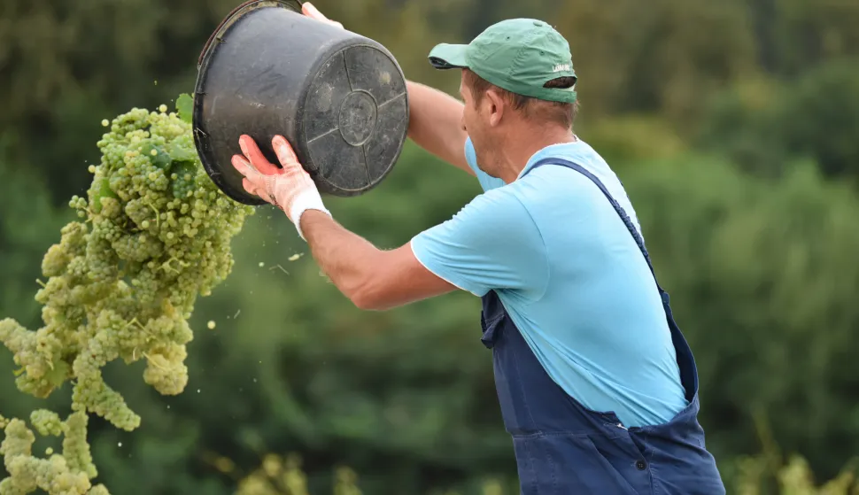 Vinari zadovoljni: Vrhunska rodnost i kvaliteta grožđa