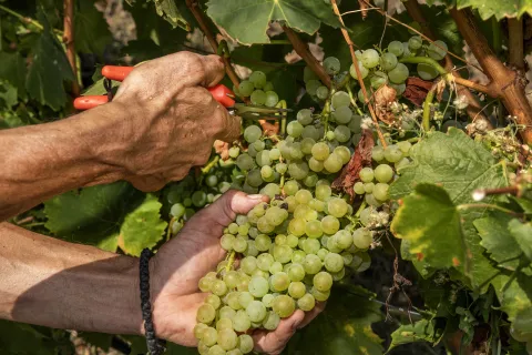 Vinari zadovoljni: Vrhunska rodnost i kvaliteta grožđa