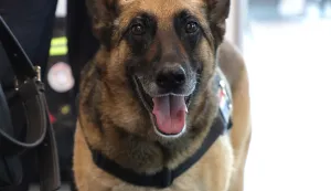 Osijek, 11. 09. 2025., GC, Međunarodni sajam sigurnosti i obrane; DEFCROS 2, DEFCROS, oružje, obrana, naoružanje, pas; policijski pasSNIMIO BRUNO JOBST