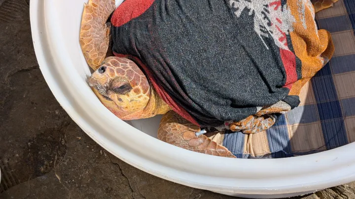 Oporavljene glavate želve vraćene u more