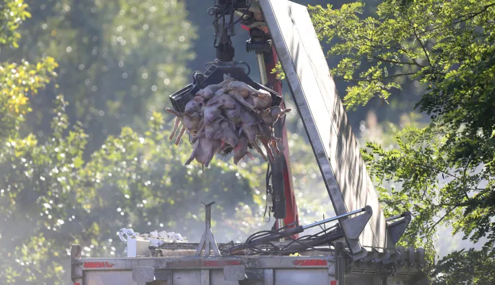 19.09.2025., Vardarac - Odvoz svinja zbog afričke kuge. Brojne eutanazirena svinje su odvedene, a prostor gdje su se nalazile je dezinficiran Photo: David Jerkovic/PIXSELL