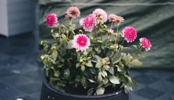 Chrysanthemum KRIZANTEMA U LONCU