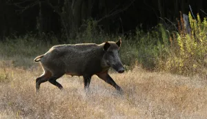 05.09.2012., Park prirode Kopacki rit - Divlje svinje, ilustracija.r"nPhoto: Marko Mrkonjic/PIXSELL