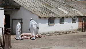 28.07.2025., Jagodnjak - Nakon pojave svinjske kuge u baranjskom selu Jagodnjak zapocela je eutanazija zarazenih zivotinja. Photo: Davor Javorovic/PIXSELL