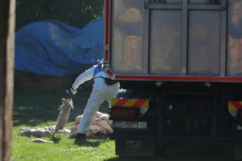 19.09.2025., Vardarac - Odvoz svinja zbog afričke kuge. Brojne eutanazirena svinje su odvedene, a prostor gdje su se nalazile je dezinficiran Photo: David Jerkovic/PIXSELL