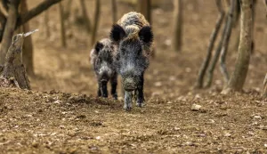 08.02.2022.., Buzet-Divlje svinje u potrazi za hranom u sumi. Photo: Srecko Niketic/PIXSELL