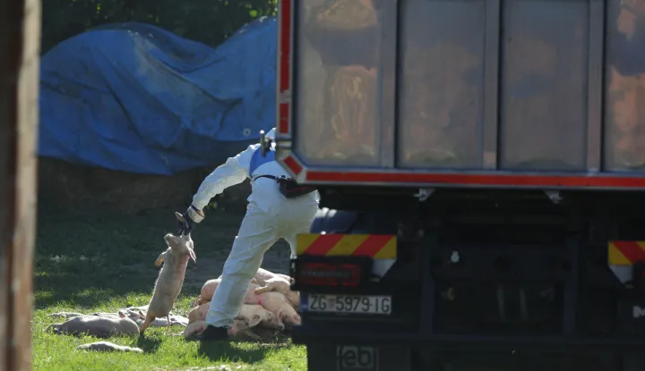 19.09.2025., Vardarac - Odvoz svinja zbog afričke kuge. Brojne eutanazirena svinje su odvedene, a prostor gdje su se nalazile je dezinficiran Photo: David Jerkovic/PIXSELL