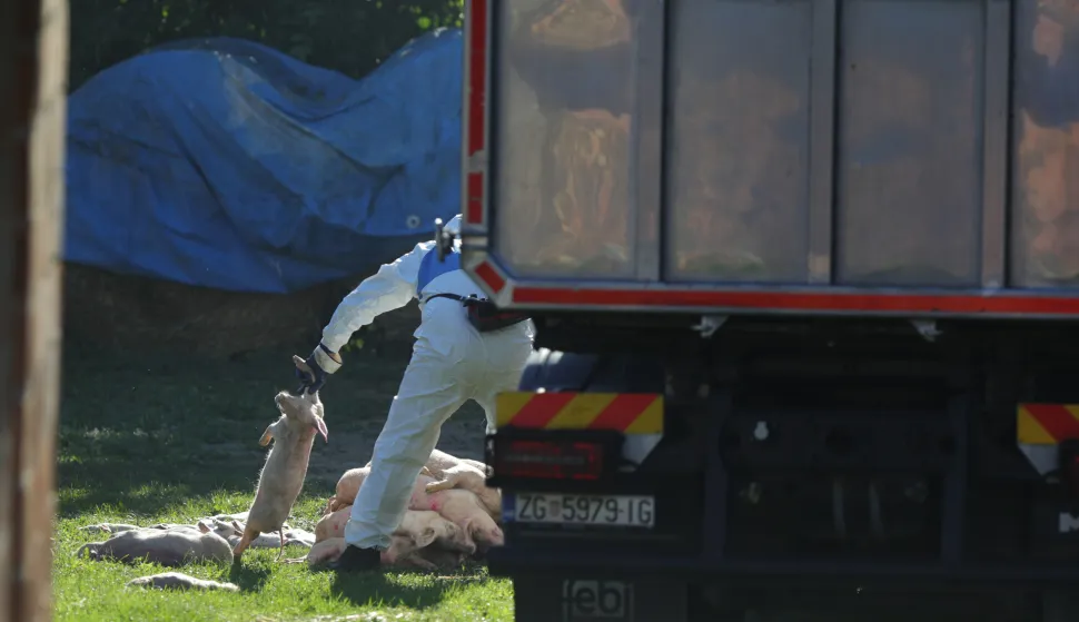 19.09.2025., Vardarac - Odvoz svinja zbog afričke kuge. Brojne eutanazirena svinje su odvedene, a prostor gdje su se nalazile je dezinficiran Photo: David Jerkovic/PIXSELL