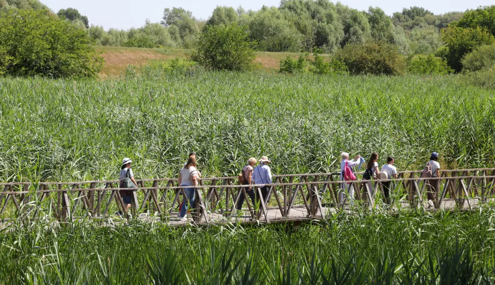 Kopački rit, 02. 07. 2025., Park prirode, Kopački rit, obilazak, kontinentalni turizam, turizam, turisti, turist, ljeto, vrućina, šetnja, prirodaSNIMIO BRUNO JOBST