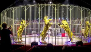 epa04535156 French tamer Namayca Bauer performs with lions during a general rehearsal prior to the premiere of the Ahoy Kerstcircus (Ahoy Christmas circus) in Rotterdam, The Netherlands, 19 December 2014. Dutch State Secretary of the Ministry of Economic Affairs Sharon Dijksma has forbidden the use of wild mammals in circuses in The Netherlands from 15 September 2015 on. EPA/LEX VAN LIESHOUT
