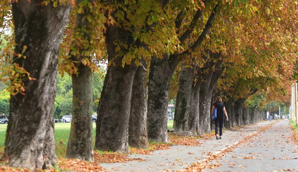 Osijek, 24. 09. 2025., Vukovarska ulica, slobodnjak, slobodnjaci, jesen; boje jeseni; jutarnja šetnja; šetanje; hodanje  SNIMIO BRUNO JOBST