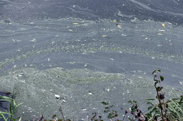 Đakovo, KuševacVodena površina BazenRujan 2025.