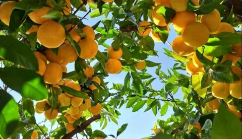 Očekuju 60.000 tona mandarina, ali samovolja trgovaca uništava zaradu