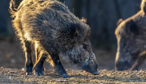 08.02.2022.., Buzet-Divlje svinje u potrazi za hranom u sumi. Photo: Srecko Niketic/PIXSELL