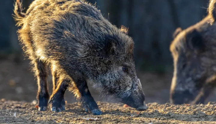 08.02.2022.., Buzet-Divlje svinje u potrazi za hranom u sumi. Photo: Srecko Niketic/PIXSELL
