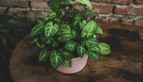 Syngonium podophyllum