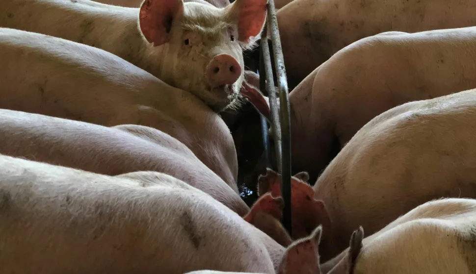 farma svinja svinjogojstvo