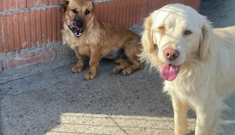 Psi u vinkovačkom skloništu za napuštene životinje "Tip-Tip"