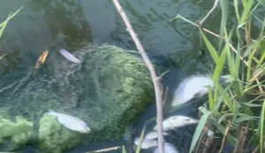 Đakovo, KuševacVoda Bazen - Jošava,Listopad 2025.