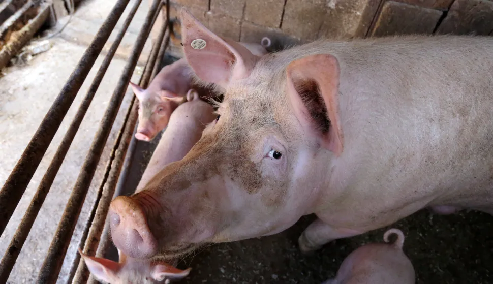 12.05.2015., Zagreb - Poljoprivredna farma u gradskoj cetvrti Jakusevac. "nPhoto: Borna Filic/PIXSELL