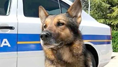 ?Pas Ajax nanjuio drogu------crna2 st color