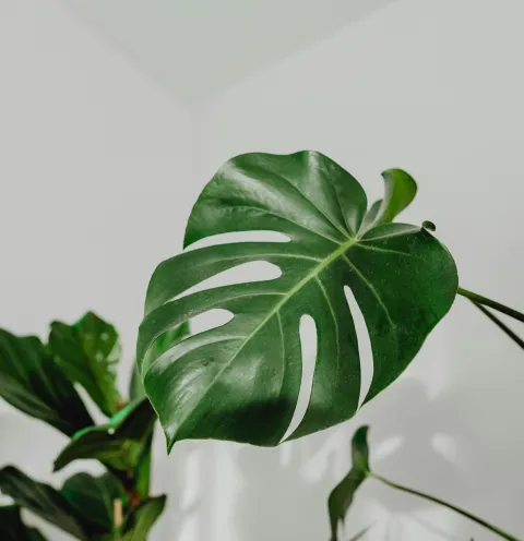 Monstera deliciosa