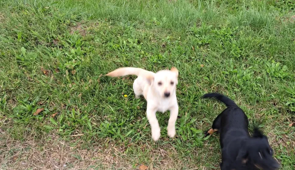 Ovčara, Breznica ĐakovačkaDva psića ostavljena na groblju na OvčariListopad 2025.