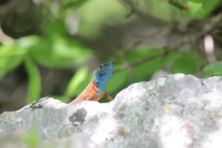 Dan gmazova: Posjetitelji osječkog ZOO vrta moći će upoznati gmazove izbliza