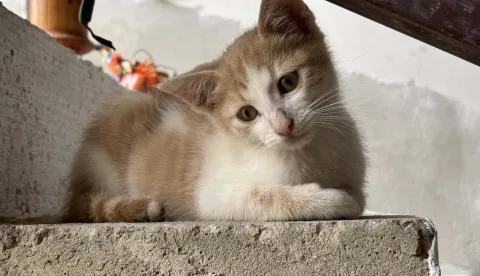 Mačić za udomljenje, Mandicina udruga, 1.8.2025.Foto: Mandicina udruga/Facebook