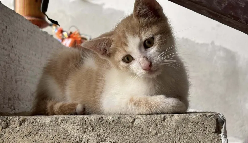 Mačić za udomljenje, Mandicina udruga, 1.8.2025.Foto: Mandicina udruga/Facebook