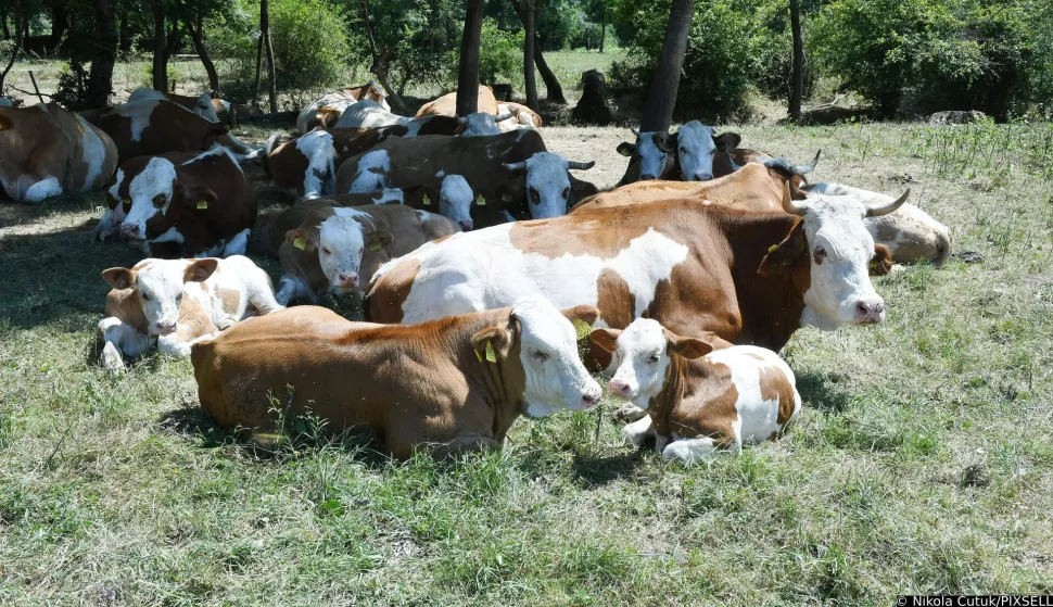 15.07.2022.,Osekovo - U nekoliko dana uginulo je 60-tak krava a uzrok uginuca jos nije sluzbeno potvrdjen,iako neki sumnjaju u bedrenicu. Trenutno su krave u izolaciji na pasnjacima u Lonjskom polju.Photo: Nikola Cutuk/PIXSELL Photo: Nikola Cutuk/PIXSELL