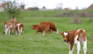 epa12013591 A calf looks on in a meadow of a farm near Belgrade, Serbia, 06 April 2025. Serbian authorities have heightened surveillance and introduced strict preventive measures due to the foot-and-mouth disease outbreaks in Hungary and Slovakia. Although Serbia has not recorded any recent case of the disease, the Ministry of Agriculture, Forestry and Water Management urged farmers and veterinarians to stay vigilant and apply rigorous biosecurity protocols to prevent its introduction and spread. EPA/ANDREJ CUKIC