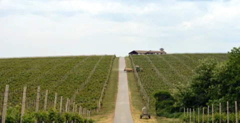 Baranjsko vinogorje: Završen najveći dio berbe grožđa, očekuju se vrhunska vina