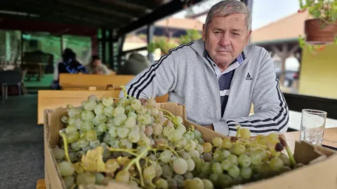 Baranjsko vinogorje: Završen najveći dio berbe grožđa, očekuju se vrhunska vina