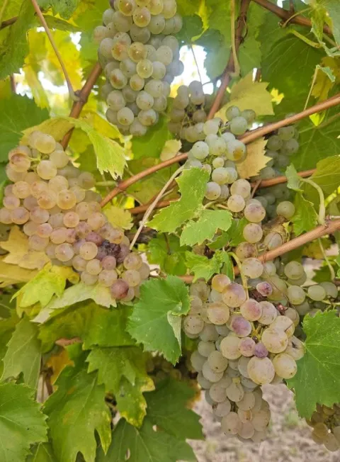 Baranjsko vinogorje: Završen najveći dio berbe grožđa, očekuju se vrhunska vina