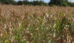 Osijek, 20. 08. 2025, Suša, svi poljoprivredi usjevi stradali od suše, kukuruz i suncokret najviše... Elementarna nepogoda, klimatske promjene, poljoprivreda.snimio GOJKO MITIĆ
