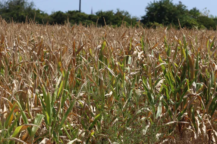 Osijek, 20. 08. 2025, Suša, svi poljoprivredi usjevi stradali od suše, kukuruz i suncokret najviše... Elementarna nepogoda, klimatske promjene, poljoprivreda.snimio GOJKO MITIĆ