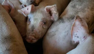 afrička svinjska kuga, svinje