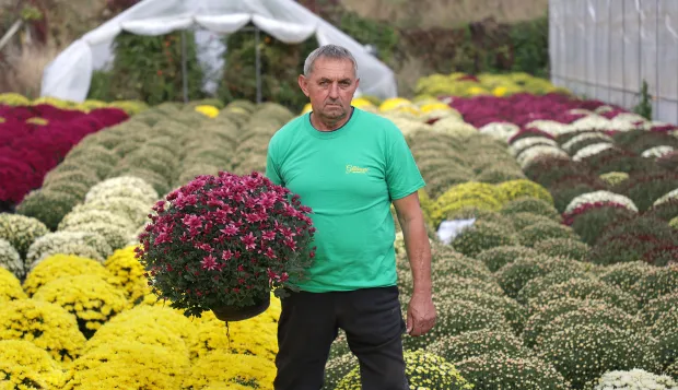 Osijek, 21. 10. 2025., &Scaron;andora Petefija 42, OPG Grabrović, Damir Golik, Svi sveti, cvijeće, krizanteme, krizantema, uzgoj cvijeća, uzgoj,  SNIMIO BRUNO JOBST
