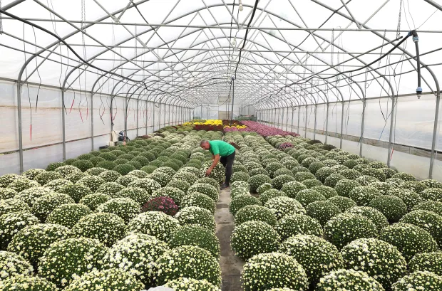 Osijek, 21. 10. 2025., Šandora Petefija 42, OPG Grabrović, Damir Golik, Svi sveti, cvijeće, krizanteme, krizantema, uzgoj cvijeća, uzgoj,  SNIMIO BRUNO JOBST