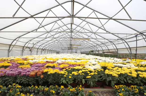 Osijek, 21. 10. 2025., Šandora Petefija 42, OPG Grabrović, Damir Golik, Svi sveti, cvijeće, krizanteme, krizantema, uzgoj cvijeća, uzgoj,  SNIMIO BRUNO JOBST