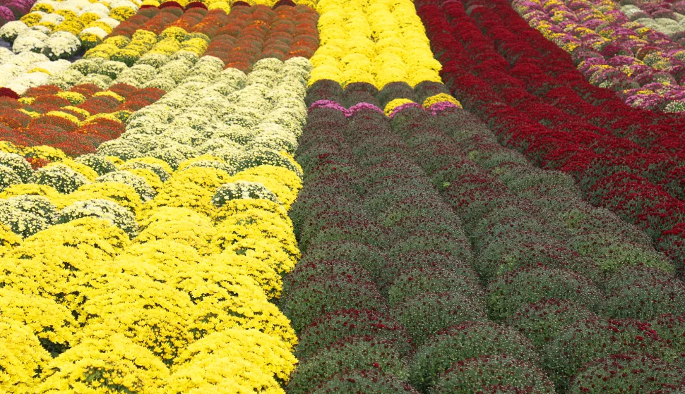 Osijek, 21. 10. 2025., Šandora Petefija 42, OPG Grabrović, Damir Golik, Svi sveti, cvijeće, krizanteme, krizantema, uzgoj cvijeća, uzgoj,  SNIMIO BRUNO JOBST