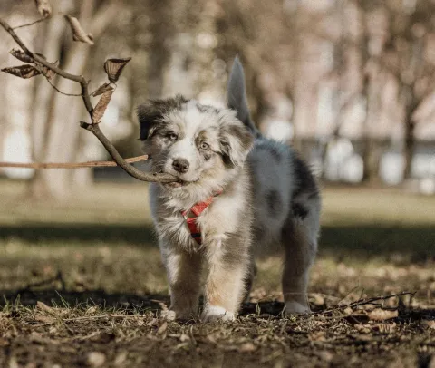 PAS &Scaron;ETNJA JESEN