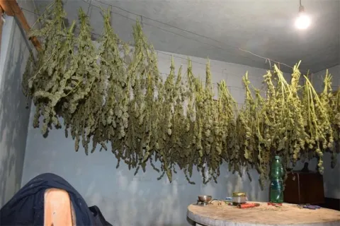 BJELOVAR, 26. listopada 2025. (Hina) - Policija je u petak uhitila 60-godišnjaka iz okolice Čazme, nakon što su policajci tijekom redovnog obilaska dobili informaciju da se na parceli uz obiteljsku kuću uzgaja marihuana, što su obilaskom neograđene parcele i potvrdili.